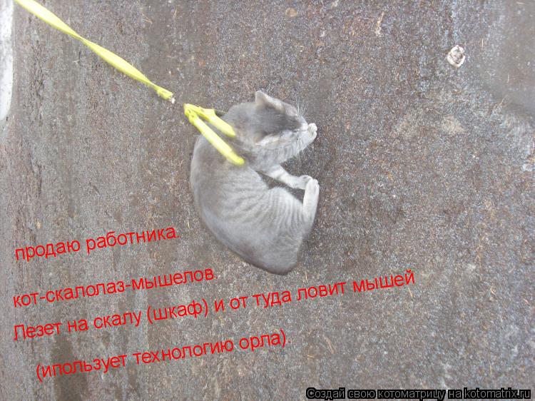 Котоматрица: кот-скалолаз-мышелов. продаю работника. Лезет на скалу (шкаф) и от туда ловит мышей (ипользует технологию орла).