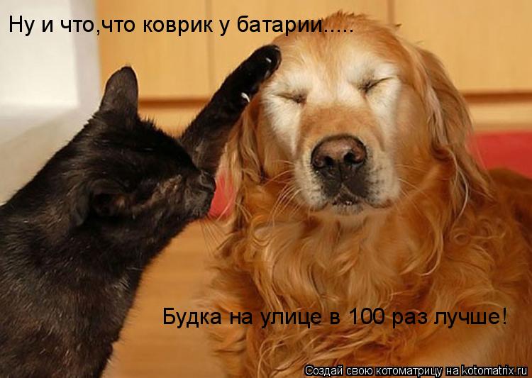 Ну и что,что коврик у батарии..... Будка на улице в 100 раз лучше!... Котоматрица: Ну и что,что коврик у батарии..... Будка на улице в 100 раз лучше!