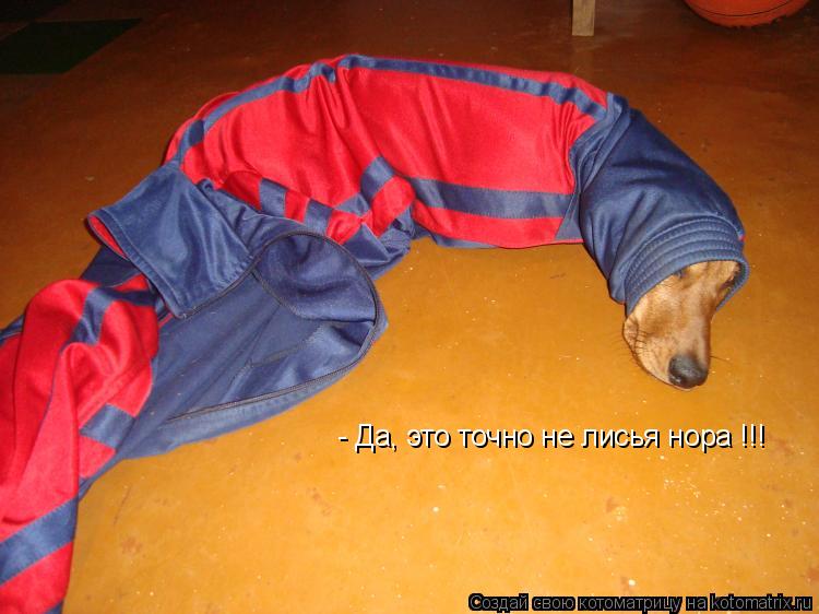 Котоматрица: - Да, это точно не лисья нора !!!