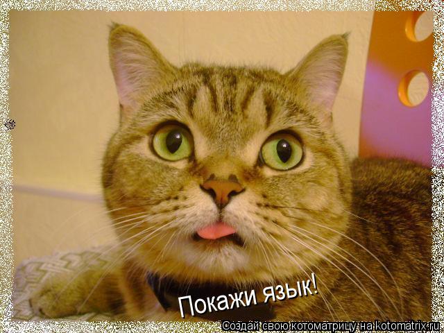 Котоматрица: Покажи язык!