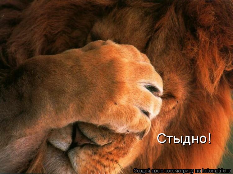 Котоматрица: Стыдно!