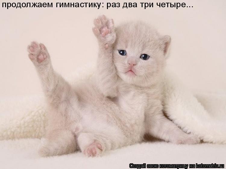 Котоматрица: продолжаем гимнастику: раз два три четыре...