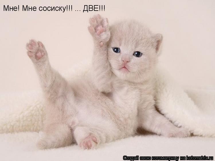 Котоматрица: Мне! Мне сосиску!!! ... ДВЕ!!!