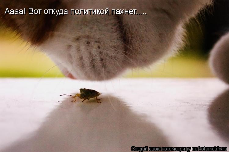 Котоматрица: Аааа! Вот откуда политикой пахнет.....