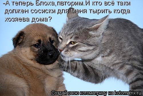 Котоматрица: -А теперь Блоха,пвторим.И кто всё таки должен сосиски для меня тырить когда хозяева дома?