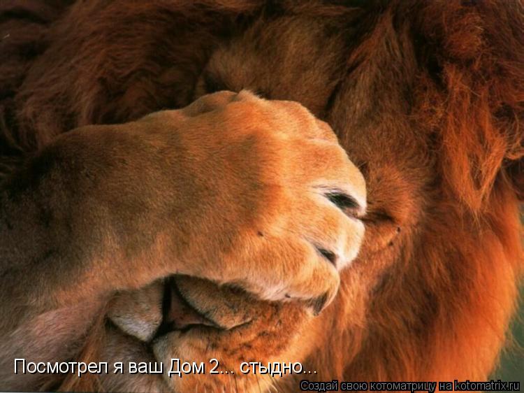 Котоматрица: Посмотрел я ваш Дом 2... стыдно...