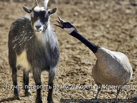Ну что потерпеть не мог?! Козел ты, Иванушка!... Котоматрица: Ну что потерпеть не мог?! Козел ты, Иванушка!