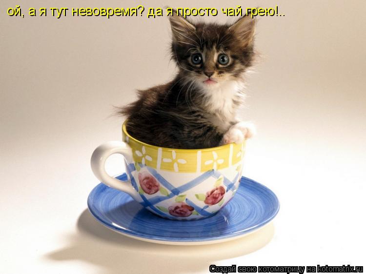 ой, а я тут невовремя? да я просто чай грею!..... Котоматрица: ой, а я тут невовремя? да я просто чай грею!..