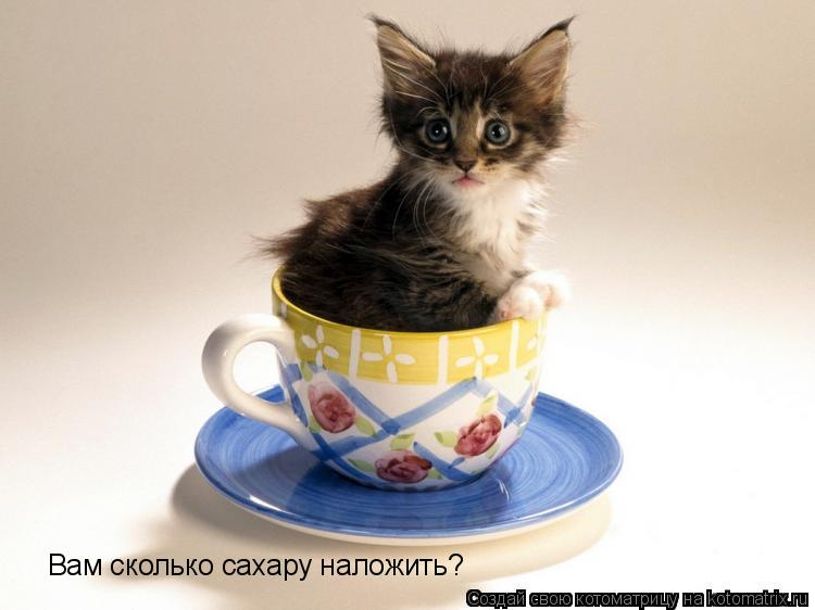 Вам сколько сахару наложить?... Котоматрица: Вам сколько сахару наложить?