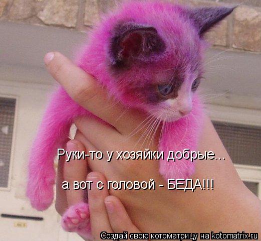 Руки-то у хозяйки добрые... а вот с головой - БЕДА!!!... Котоматрица: Руки-то у хозяйки добрые... а вот с головой - БЕДА!!!