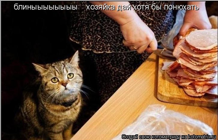 блиныыыыыыыы хозяйка дай хотя бы понюхать... Котоматрица: блиныыыыыыыы хозяйка дай хотя бы понюхать