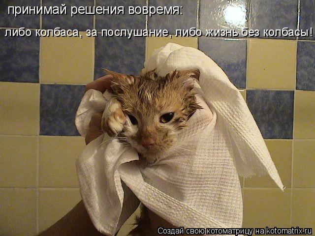 принимай решения вовремя: либо колбаса, за послушание, либо жизнь без колбасы!... Котоматрица: принимай решения вовремя: либо колбаса, за послушание, либо жизнь без колбасы!