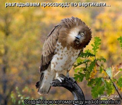 разгадываем кроссворд: по вертикали...... Котоматрица: разгадываем кроссворд: по вертикали...