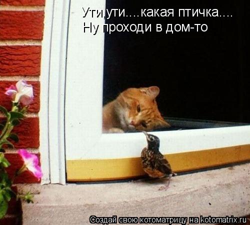 Ути,ути....какая птичка.... Ну проходи в дом-то... Котоматрица: Ути,ути....какая птичка.... Ну проходи в дом-то