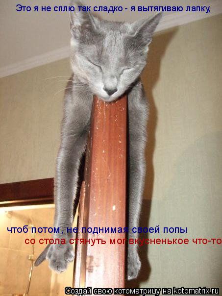 Это я не сплю так сладко - я вытягиваю лапку, чтоб потом, не поднимая своей попы со стола стянуть мо... Котоматрица: Это я не сплю так сладко - я вытягиваю лапку, чтоб потом, не поднимая своей попы со стола стянуть мог вкусненькое что-то
