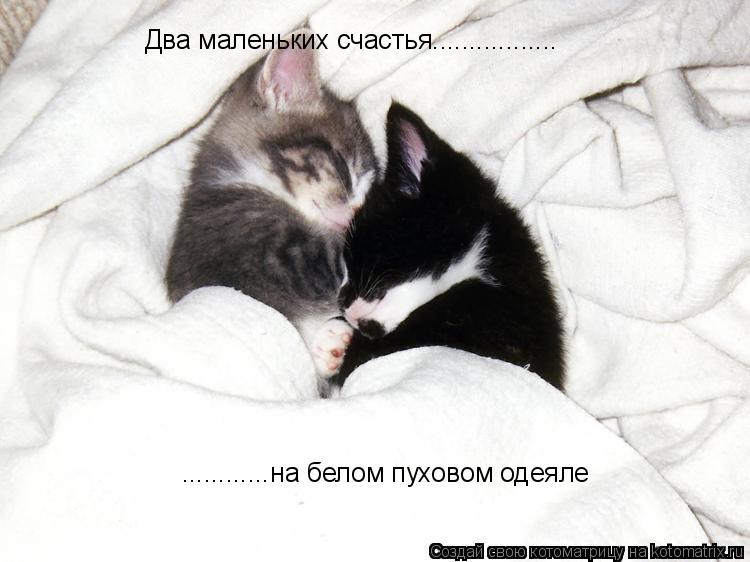 Два маленьких счастья................. ............на белом пуховом одеяле... Котоматрица: Два маленьких счастья................. ............на белом пуховом одеяле
