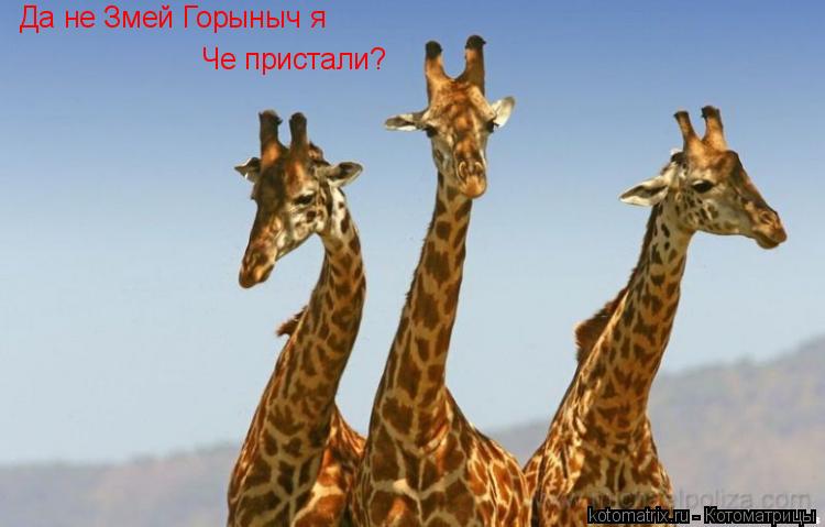 Да не Змей Горыныч я Че пристали?... Котоматрица: Да не Змей Горыныч я Че пристали?
