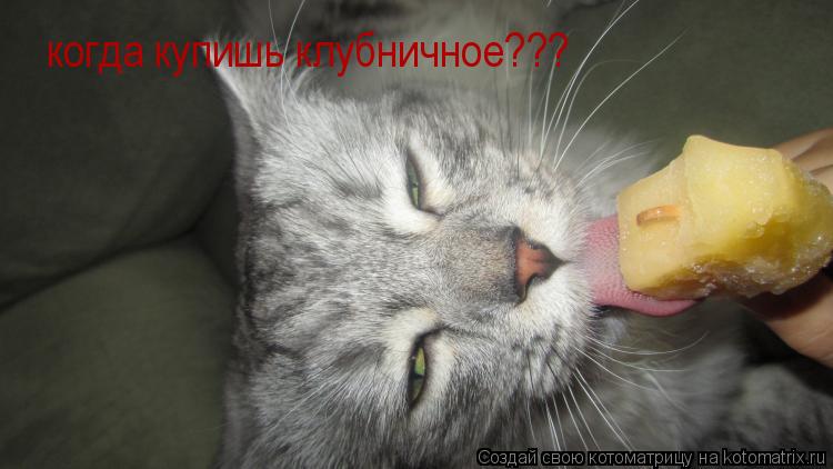когда купишь клубничное???... Котоматрица: когда купишь клубничное???