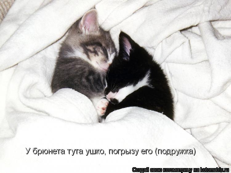 У брюнета тута ушко, погрызу его (подружка)... Котоматрица: У брюнета тута ушко, погрызу его (подружка)