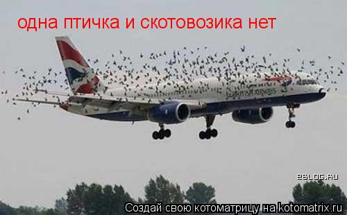 одна птичка и скотовозика нет... Котоматрица: одна птичка и скотовозика нет
