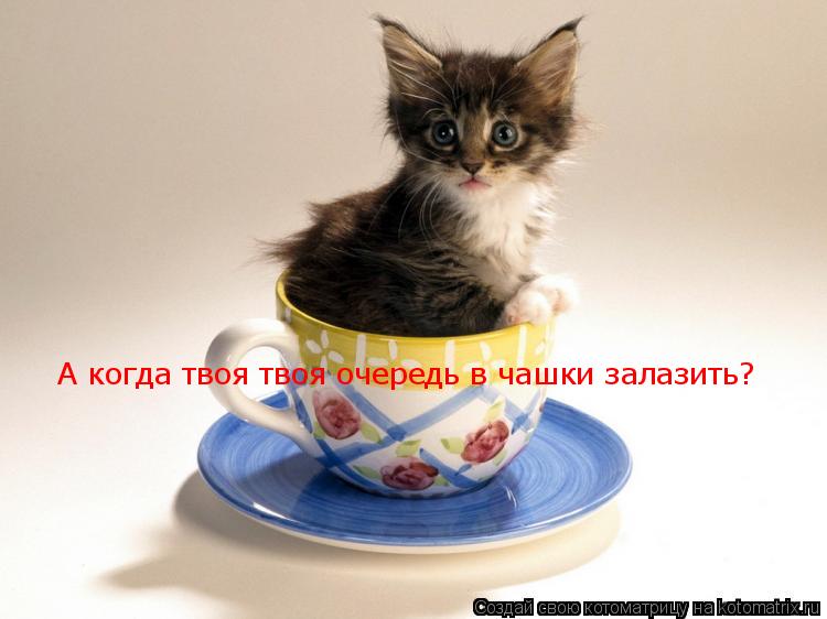 А когда твоя твоя очередь в чашки залазить?... Котоматрица: А когда твоя твоя очередь в чашки залазить?