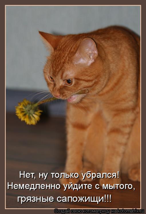 Немедленно уйдите с мытого, Нет, ну только убрался! грязные сапожищи!!!... Котоматрица: Немедленно уйдите с мытого, Нет, ну только убрался! грязные сапожищи!!!