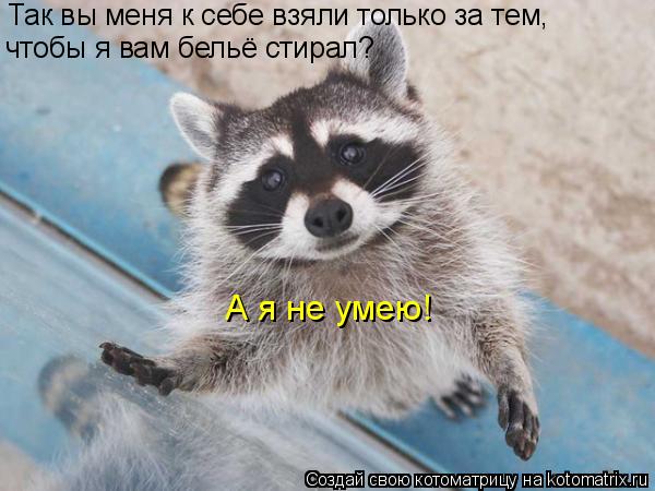 Так вы меня к себе взяли только за тем, чтобы я вам бельё стирал? А я не умею!... Котоматрица: Так вы меня к себе взяли только за тем, чтобы я вам бельё стирал? А я не умею!