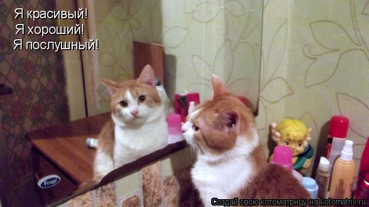 Я красивый! Я хороший! Я послушный!... Котоматрица: Я красивый! Я хороший! Я послушный!