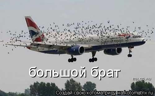 большой брат... Котоматрица: большой брат
