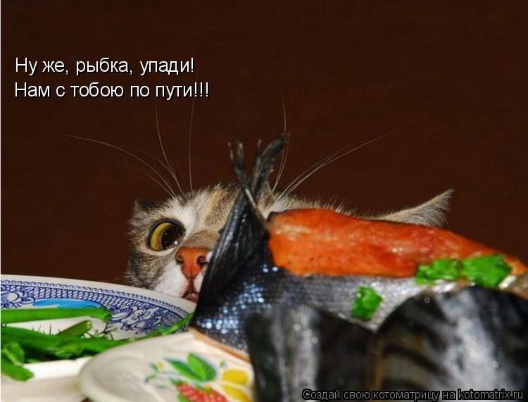 Ну же, рыбка, упади! Нам с тобою по пути!!!... Котоматрица: Ну же, рыбка, упади! Нам с тобою по пути!!!