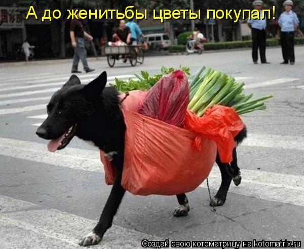 А до женитьбы цветы покупал!... Котоматрица: А до женитьбы цветы покупал!