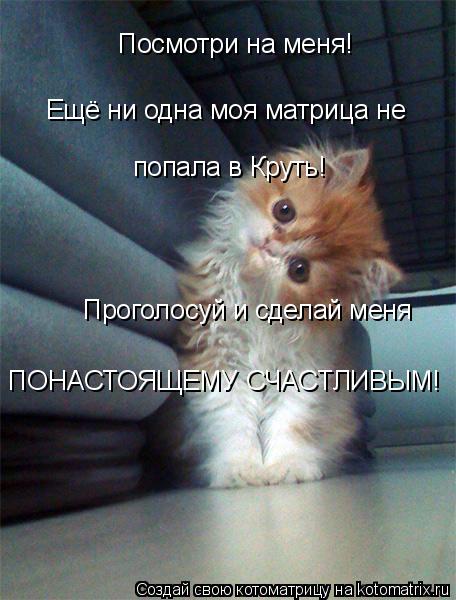 Посмотри на меня! Ещё ни одна моя матрица не попала в Круть! Проголосуй и сделай меня ПОНАСТОЯЩЕМУ СЧ... Котоматрица: Посмотри на меня! Ещё ни одна моя матрица не попала в Круть! Проголосуй и сделай меня ПОНАСТОЯЩЕМУ СЧАСТЛИВЫМ!