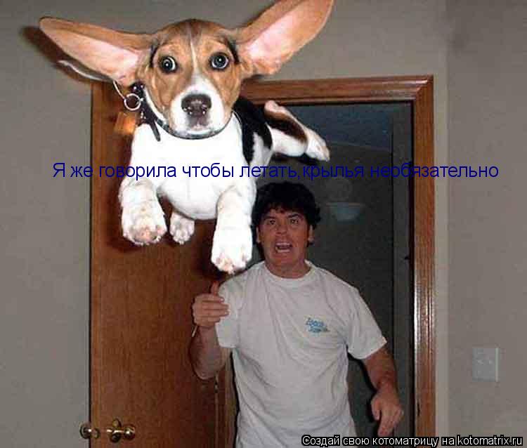 Я же говорила чтобы летать,крылья необязательно... Котоматрица: Я же говорила чтобы летать,крылья необязательно