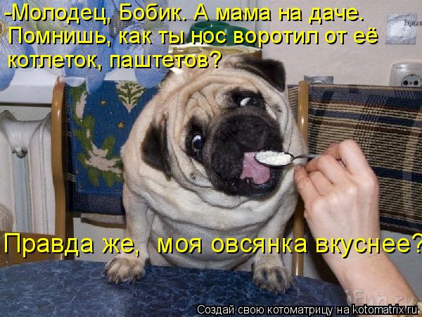 Котоматрица: -Молодец, Бобик. А мама на даче. Помнишь, как ты нос воротил от её  котлеток, паштетов? Правда же,  моя овсянка вкуснее?