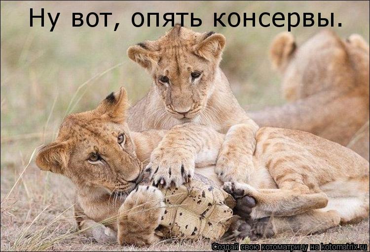 Ну вот, опять консервы.... Котоматрица: Ну вот, опять консервы.