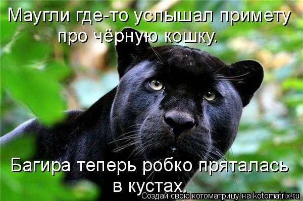 Маугли где-то услышал примету про чёрную кошку. Багира теперь робко пряталась в кустах.... Котоматрица: Маугли где-то услышал примету про чёрную кошку. Багира теперь робко пряталась в кустах.