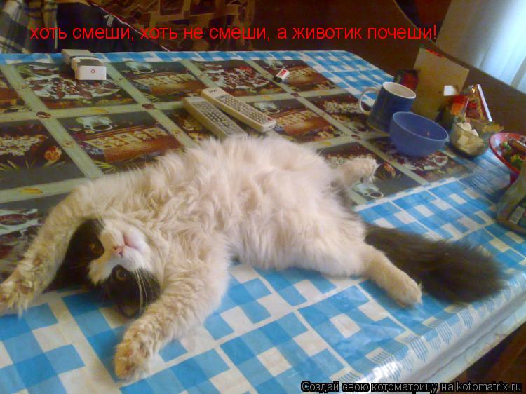 хоть смеши, хоть не смеши, а животик почеши!... Котоматрица: хоть смеши, хоть не смеши, а животик почеши!