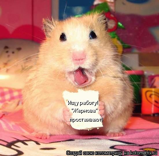 Ищу работу! "Жернова" простаивают!... Котоматрица: Ищу работу! "Жернова" простаивают!
