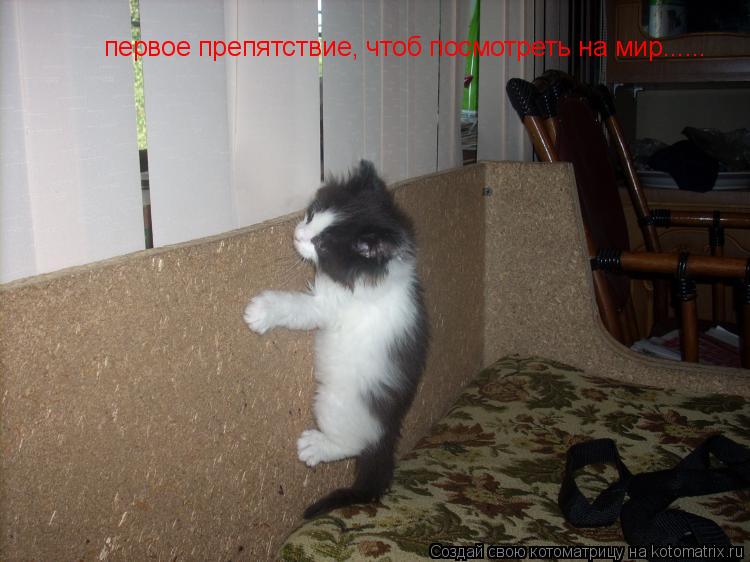 первое препятствие, чтоб посмотреть на мир......... Котоматрица: первое препятствие, чтоб посмотреть на мир......