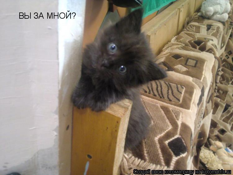 ВЫ ЗА МНОЙ?... Котоматрица: ВЫ ЗА МНОЙ?