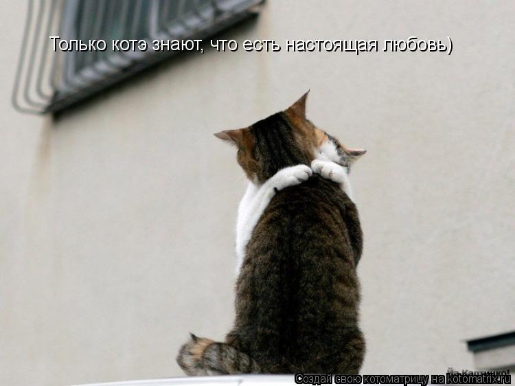 Только котэ знают, что есть настоящая любовь)... Котоматрица: Только котэ знают, что есть настоящая любовь)