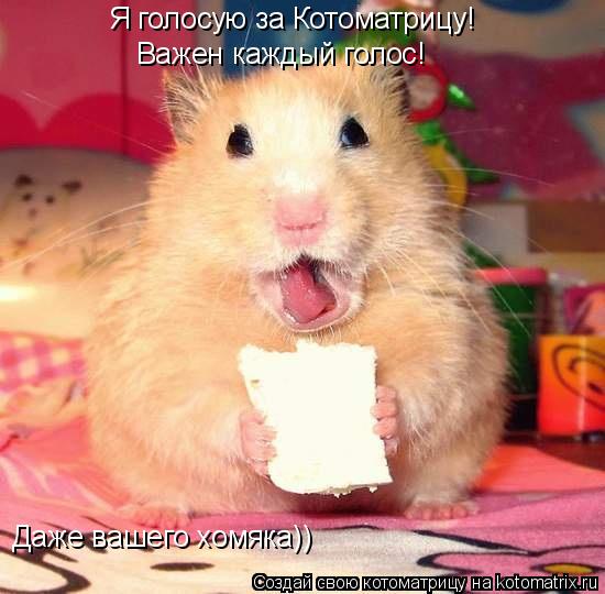 Я голосую за Котоматрицу! Важен каждый голос! Даже вашего хомяка))... Котоматрица: Я голосую за Котоматрицу! Важен каждый голос! Даже вашего хомяка))