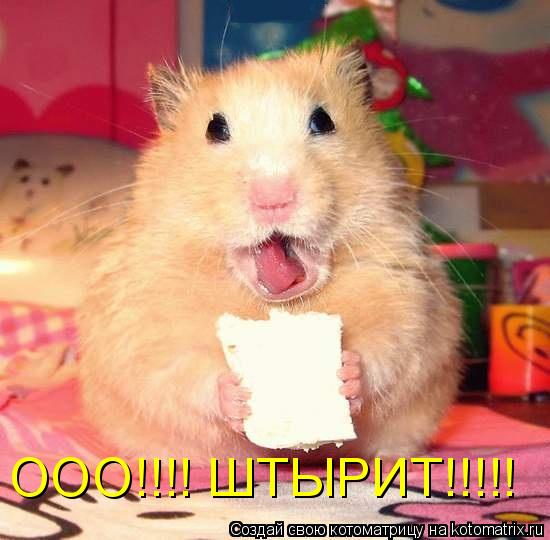 ООО!!!! ШТЫРИТ!!!!!... Котоматрица: ООО!!!! ШТЫРИТ!!!!!