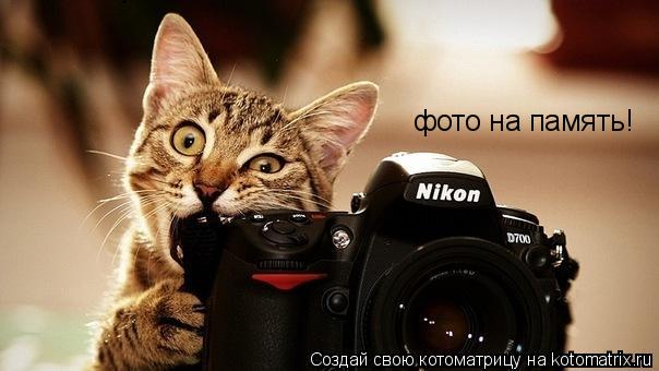фото на память!... Котоматрица: фото на память!