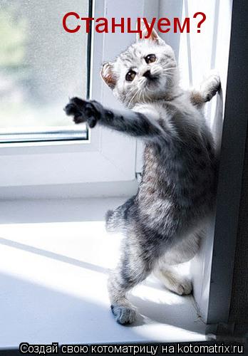 Станцуем?... Котоматрица: Станцуем?