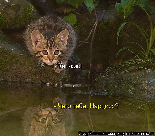 - Кис-кис! - Чего тебе, Нарцисс?... Котоматрица: - Кис-кис! - Чего тебе, Нарцисс?