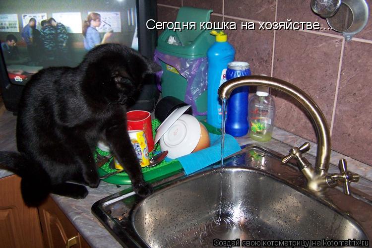 Сегодня кошка на хозяйстве....... Котоматрица: Сегодня кошка на хозяйстве....