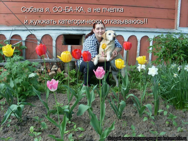 Собака я, СО-БА-КА, а не пчелка и жужжать категорически отказываюсь!!... Котоматрица: Собака я, СО-БА-КА, а не пчелка и жужжать категорически отказываюсь!!