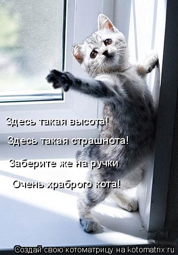 Здесь такая высота! Здесь такая страшнота! Заберите же на ручки Очень храброго кота!... Котоматрица: Здесь такая высота! Здесь такая страшнота! Заберите же на ручки Очень храброго кота!