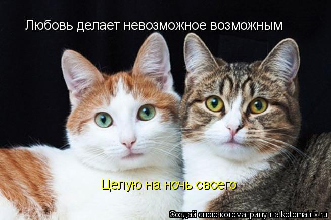 Любовь делает невозможное возможным Целую на ночь своего... Котоматрица: Любовь делает невозможное возможным Целую на ночь своего
